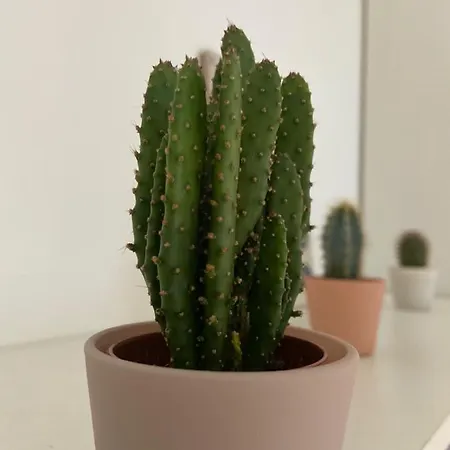 Le Mexico - Hyper Centre & Parking Daire *