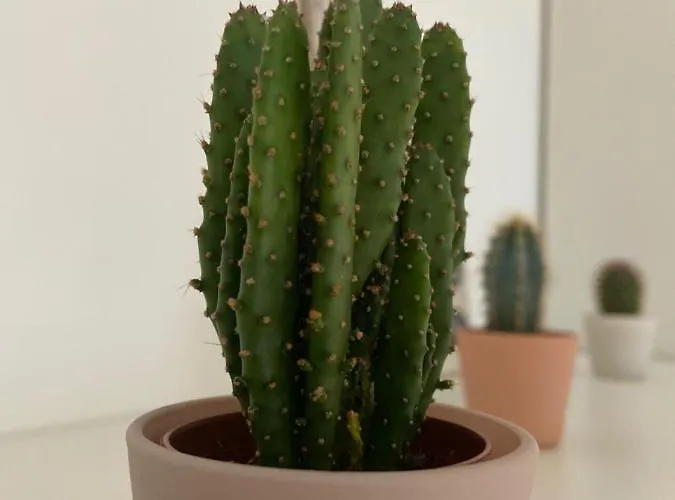 Le Mexico - Hyper Centre & Parking شقة *